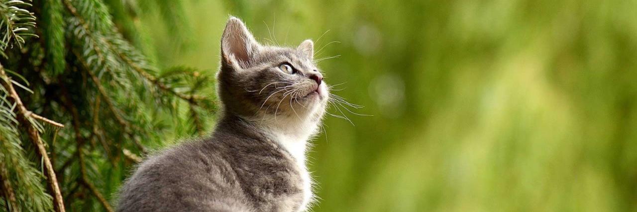 Katzenwelpe vor Tanne