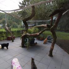 Hauptbereich Außengehege mit Katzen