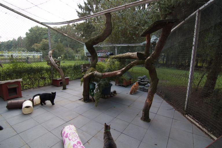 Hauptbereich Außengehege mit Katzen