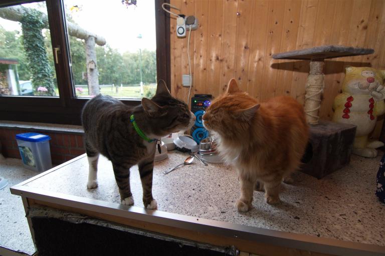 Zwei Katzen auf dem Tisch Nahaufnahme