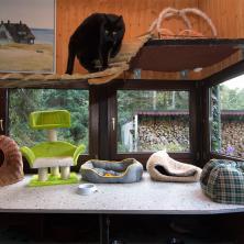 Hauptbereich Innen Katze auf Brücke