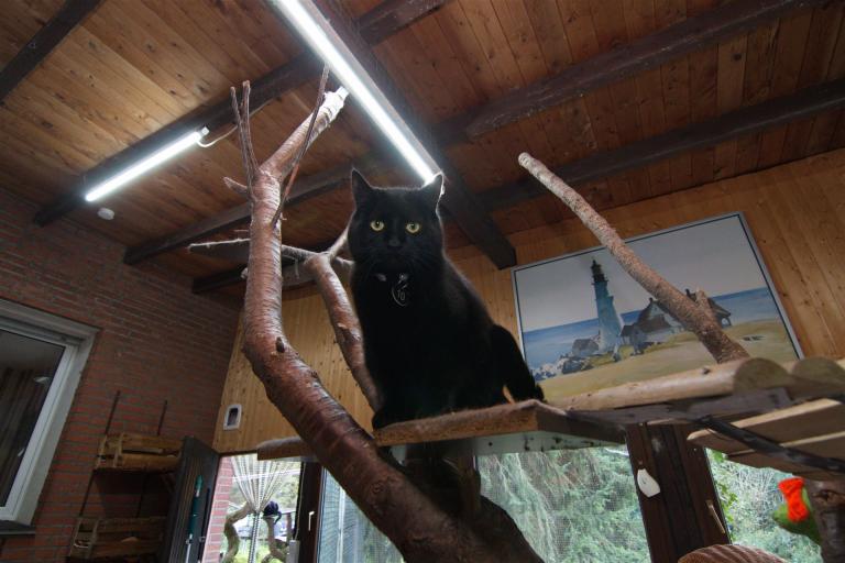 Kratzbaum mit Katze Hauptbereich