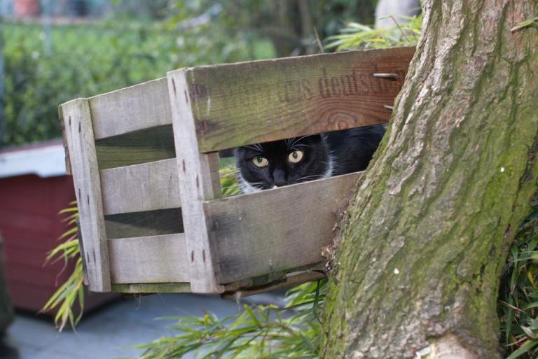Weinkiste mit Katze