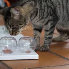 Katze vor Spielstation