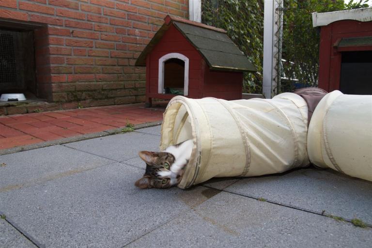 Katzentunnel mit Katze im Außenbereich